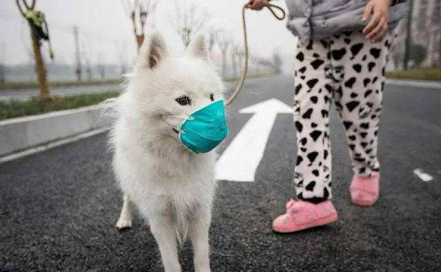 Kas SASR-Cov-2 levib lemmikloomadele?